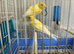 Raza canary pair
