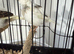 Fife canary
