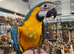 Super tame  and talking Blue and gold macaw baby 15 weeks old