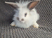 Mini Lion Lop Bunnies