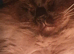 Male Neutered Ragdoll