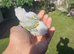 Beautiful hand reared tame conure