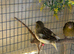 BEAUTIFUL FIFE CANARIES ALL MIXED COLOURS AVAILABLE