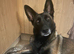 8 Belgian malinois cross whippet puppies for sale