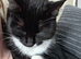 1 year old jinx