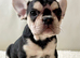 French Bulldog Puppy!