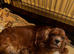 Cavapoo puppy 1 boy available
