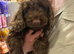 Cockapoo looking for lifelong home