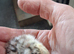 Serama fertile hatching eggs