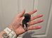 ON HOLD 3 Male Baby Dumbo Rats