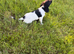 KC Registered English Springer Spaniels