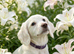 Cocker spaniel
