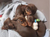 KC miniature dachshund