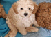 Gorgeous F1B Cavapoo Puppies looking for their forever home - Cheltenham