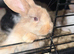 Baby rabbit
