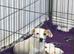 Traditional mini Jack Russell pups