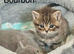 3 cute British short hair x Persian kittens