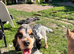 Female cocker for rehoming