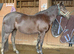 Exceptional New Forest Mare – Future Prospect