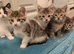 Beautiful kittens for sale