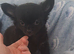 2 long coat chihuahua boys now available