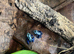 Azureus Dart frogs
