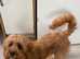 Cavapoo boy for stud
