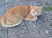 Loving home needed for 12 year old Bow neutered