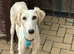 Lurcher puppies