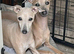 Italian Greyhound Pup
