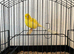 2025 fife clear buff cock