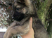 German Shepards/only2 little boys left
