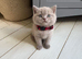 GCCF and TICA registered British Shorthair kittens