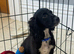 Cockapoo puppy’s