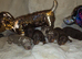 Miniature DACHSHUND