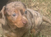 Beautiful Home-Raised Dachshund Puppies – Ready Now
