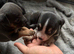 Pocket bully cross