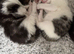 Kittens looking for their new home