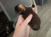Mainecoon kittens