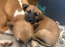 Beautiful lurcher pups
