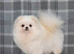 Adult female Pomeranian for sale.