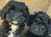 Cavapoo puppie