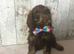 Mini doodle ( cockapoo in size )