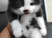 &frac34; Maine coon kittens