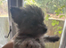 westiepom pups