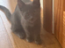 Fully grey kitten girls