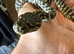 Baby zebra jungle carpet python