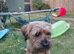 Border Terrier available