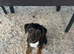 Border x Lakeland terrier pups