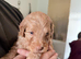 Beautiful Australian Labradoodles